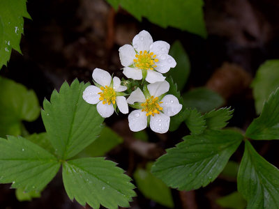 Wild Strawberry