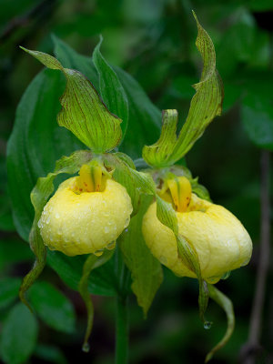 Yellow Lady's Slipper Orchid