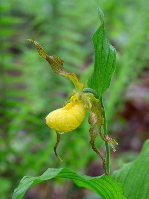 Yellow Lady's Slipper Orchid