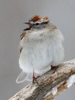 Chipping Sparrow missing some head feathers
