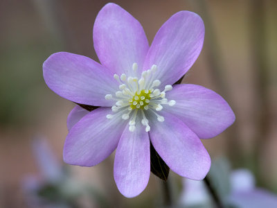 Sharp-Lobed Hepatica