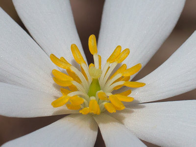 Bloodroot