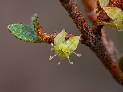 Canada Buffaloberry