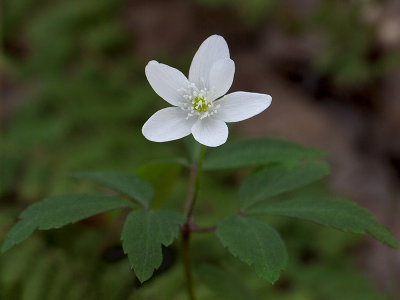 Wood Anemone