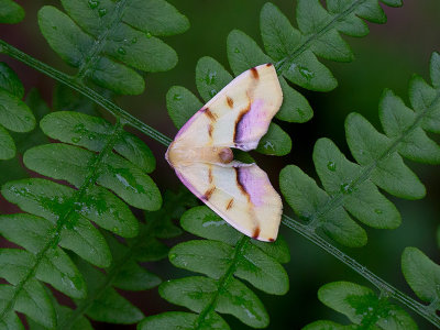 Lemon Plagodis Moth