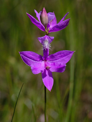 Grass Pink Orchid