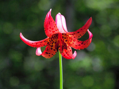 Canada Lily