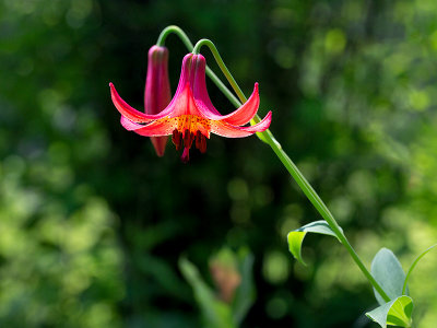 Canada Lily