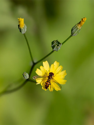 Nipplewort with Syrphid Fly