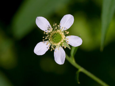 White Avens