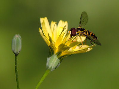 Syrphid Fly on Nipplewort