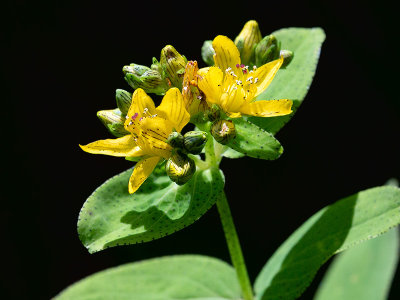 Spotted St. Johnswort