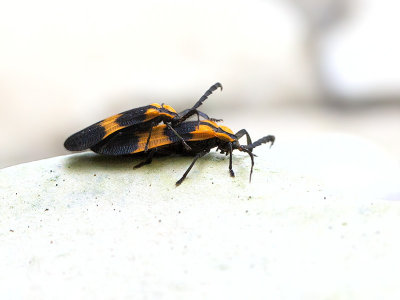 Net-winged Beetles Mating