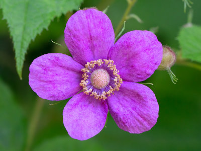 Purple-flowering Raspberry