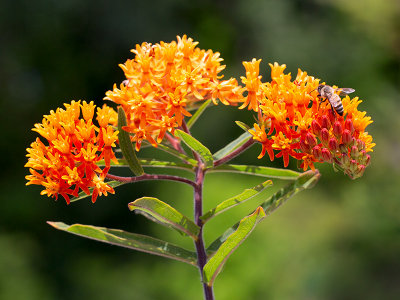 Butterflyweed