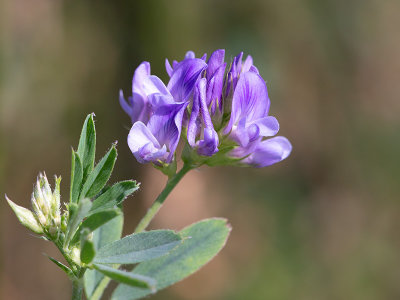 Alfalfa