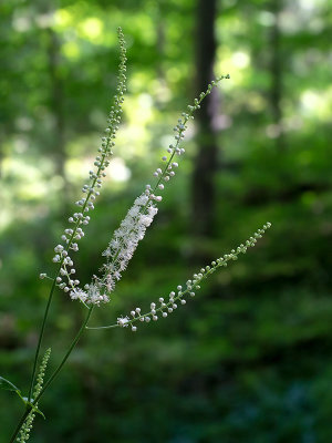 Black Cohosh