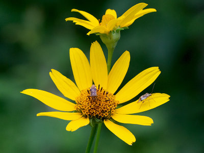 Oxeye with Plant Bugs