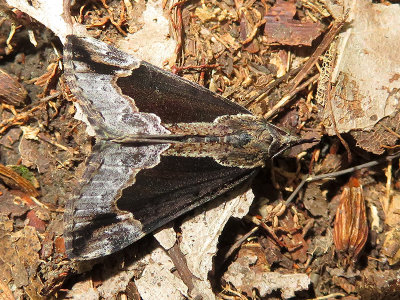 Baltimore Hypena Moth