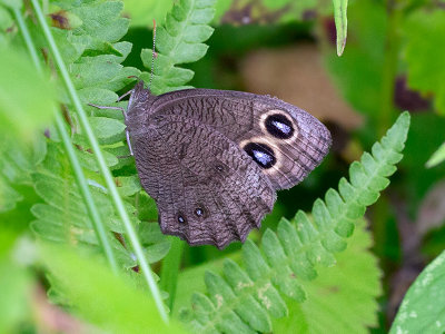 Common Wood Nymph Butterfly