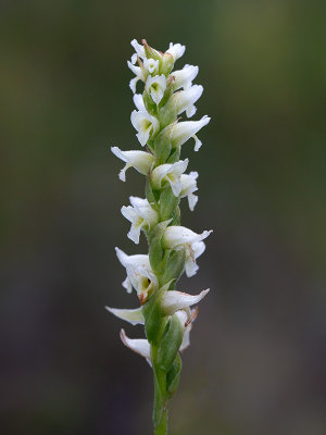 Hooded Ladies'-tresses Orchid