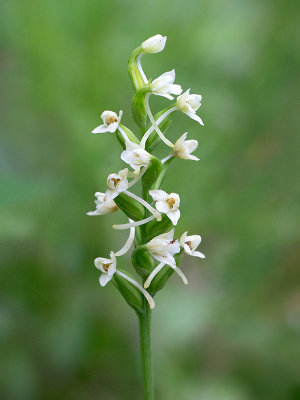 Club Spur Orchid