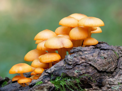 Orange Mycena Mushroms