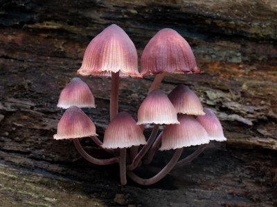 Bleeding Mycena Mushroom