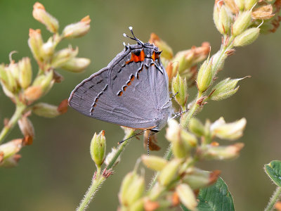 Gray Hairstreak Butterfly