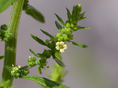 Oak-leaved Goosefoot