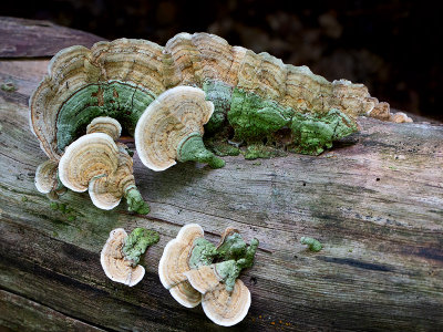 Hairy Parchment Fungus