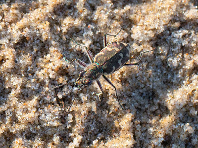 Common Shore Tiger Beetle