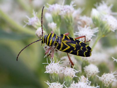 Locust Borer