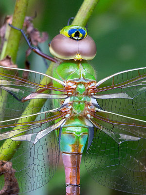 Common Green Darner Dragonfly