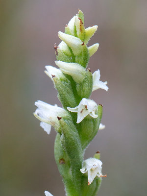 Northern Oval Ladies'-tresses Orchid