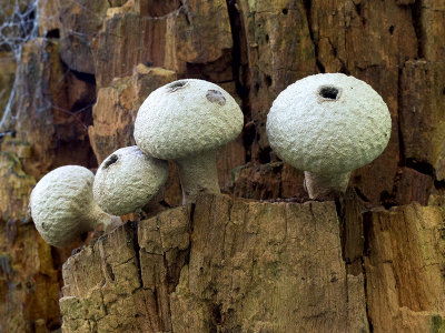 Pear-shaped Puffball