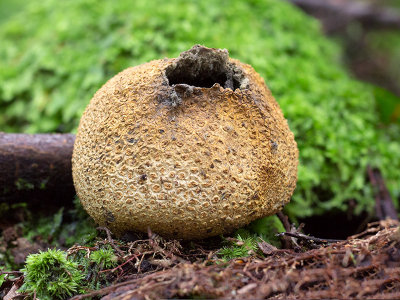 Pigskin Poison Puffball