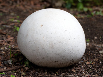 Giant Puffball