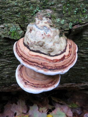 Red-banded Polypore Mushroom