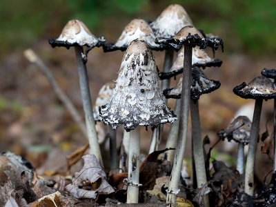 Shaggy Mane Mushrooms