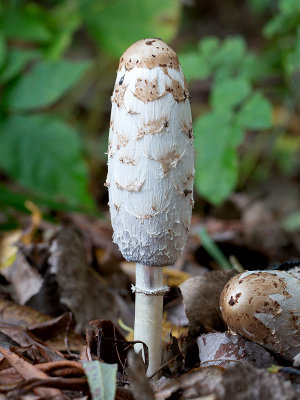 Shaggy Mane Mushroom