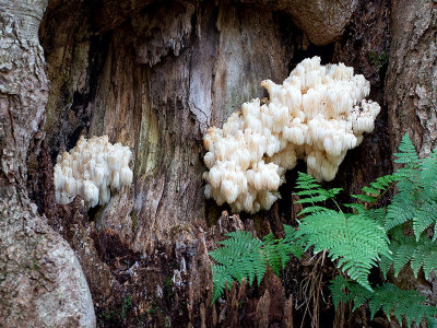 Bear's Head Tooth Mushroom