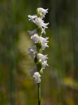 Nodding Ladies-tresses Orchid