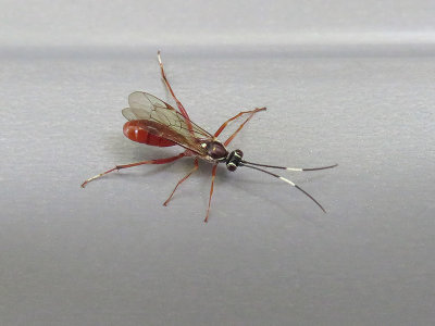 Ichneumon Wasp