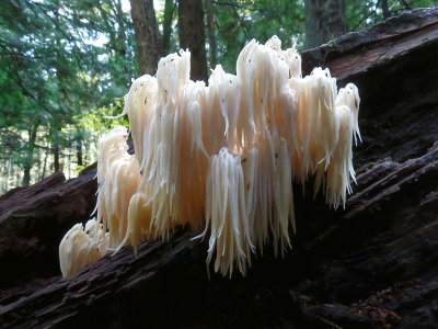 Bears Head Tooth Mushroom