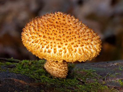 Scaly Pholiota Mushroom