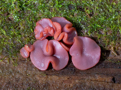 Purple Jelly Drops Mushroom