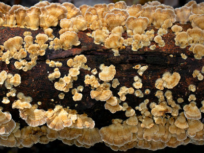 Turkey Tail Mushroom