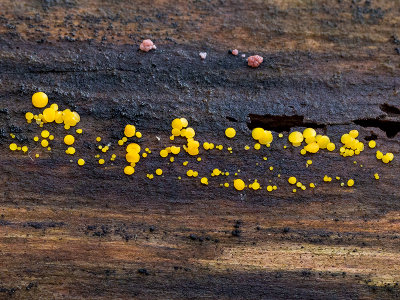 Yellow Fairy Cups Fungus and Red Raspberry Slime Mold