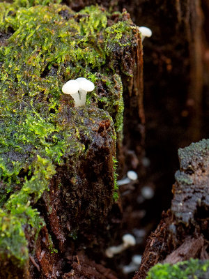 Oak Pin Fungus
